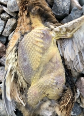 quail coturnix falconer